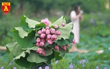 Thiếu nữ Hà thành nô nức khoe sắc cùng mùa sen nở